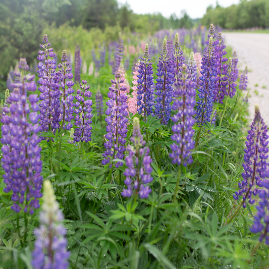 Wild Lupine