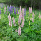 Wild Lupine