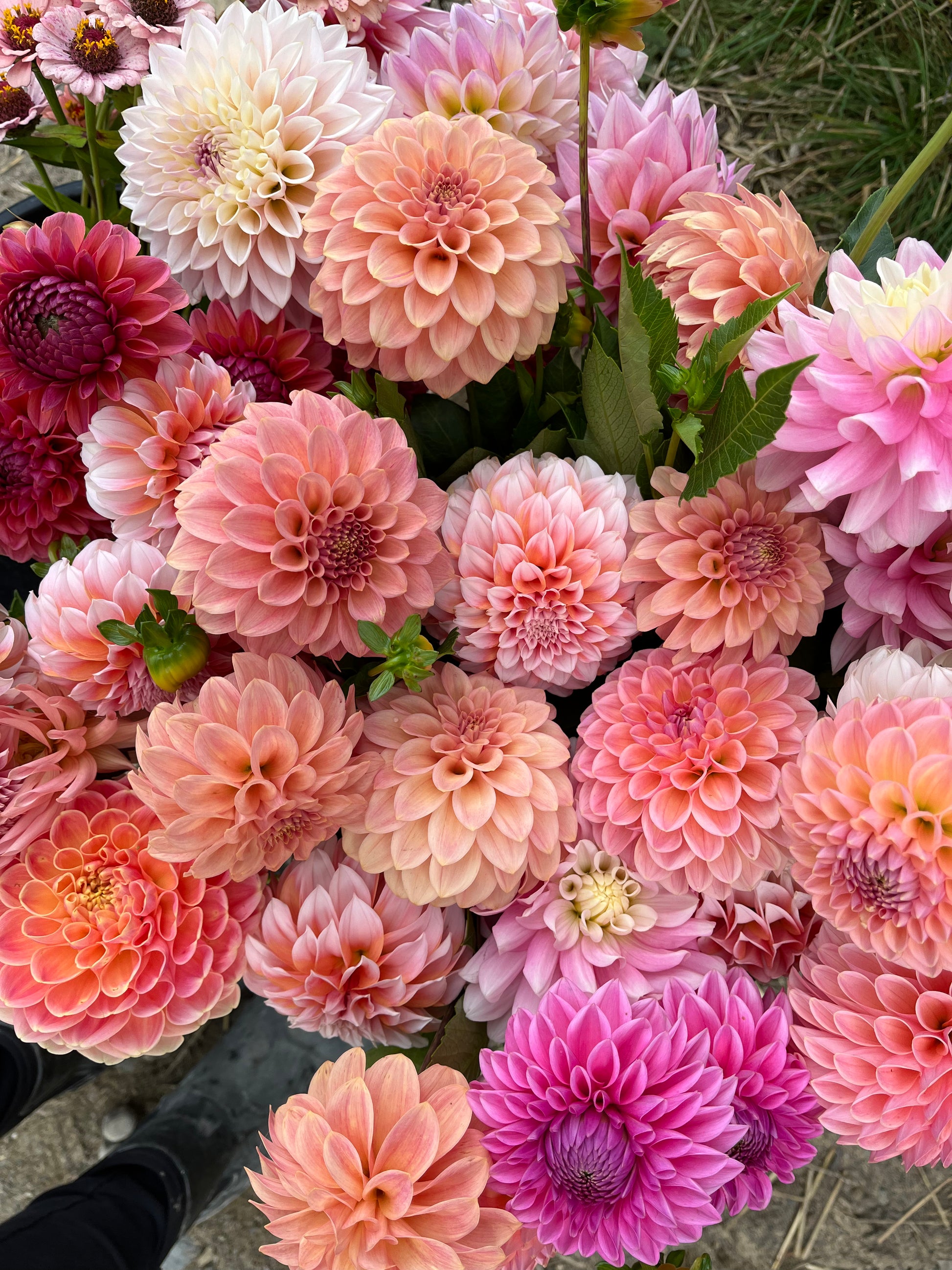 Bouquet Subscription DAHLIAS