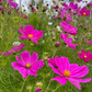Cosmos 'Peony' Blend