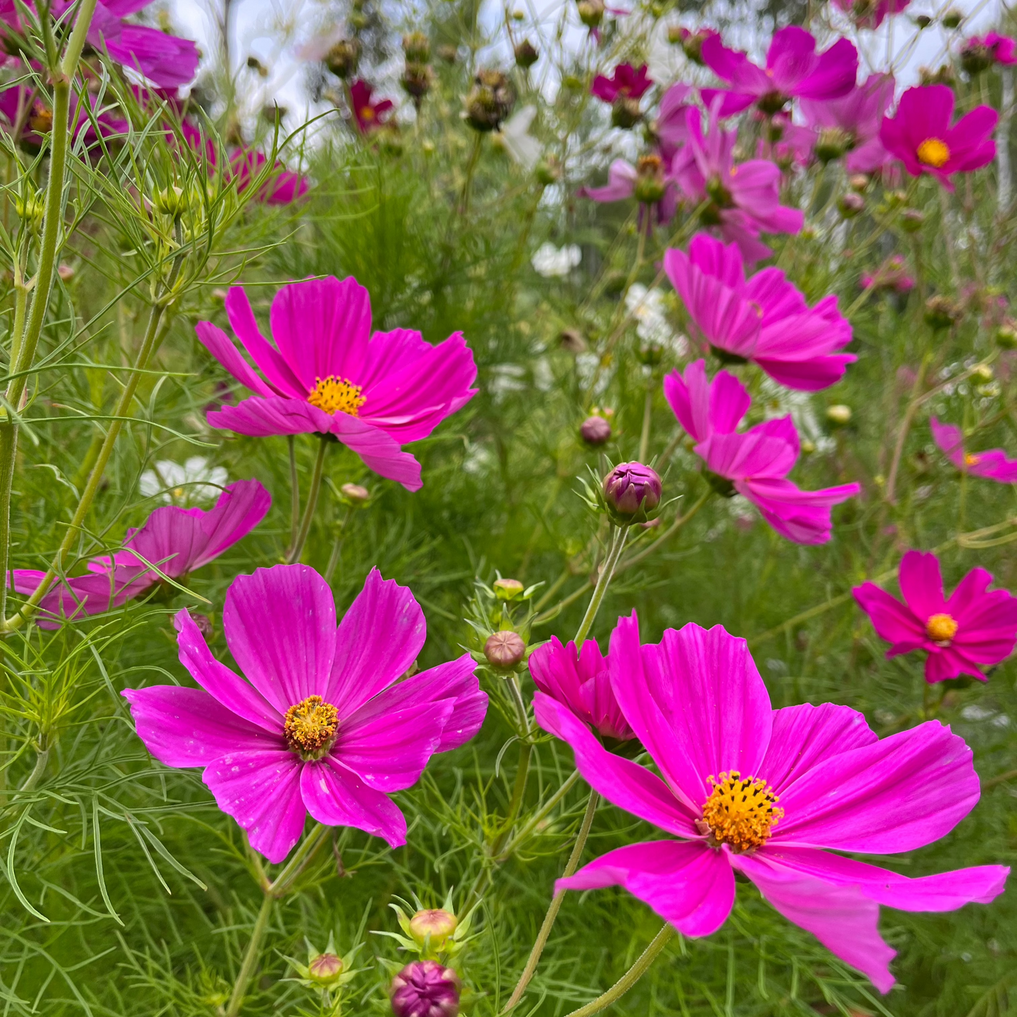 Cosmos Peony Blend