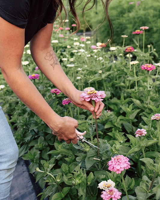 Petals & Blooms U-pick