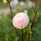 Dahlia 'Irish Candy'