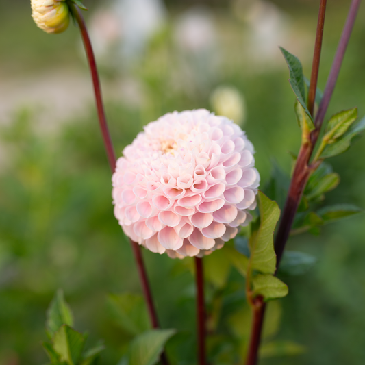 Dahlia 'Irish Candy'