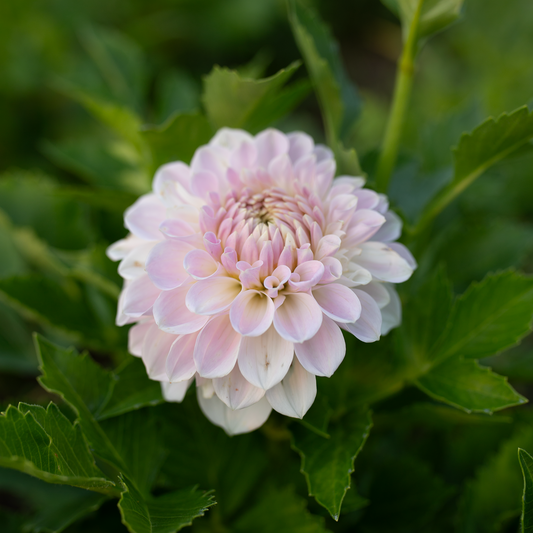 Dahlia 'Lakeview Premier'