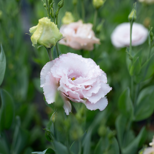 Lisianthus Misty Pink