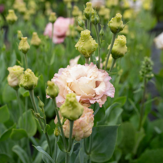 Lisianthus Madonna