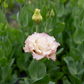Lisianthus Madonna