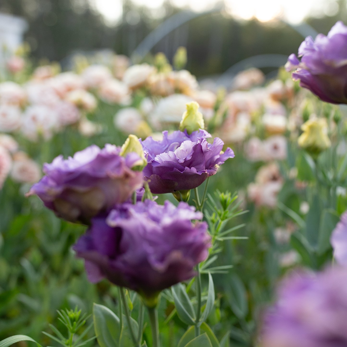 Lisianthus 'Metallic Blue'