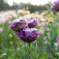 Lisianthus 'Metallic Blue'