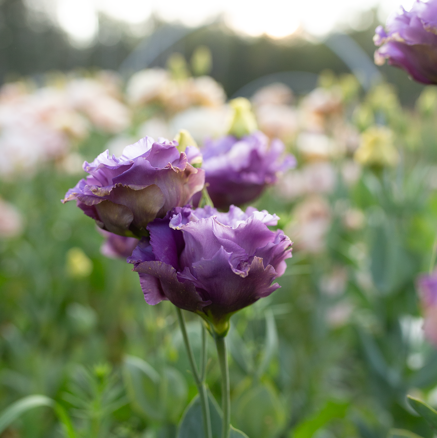 Lisianthus 'Metallic Blue'