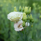 Lisianthus Beige Neo