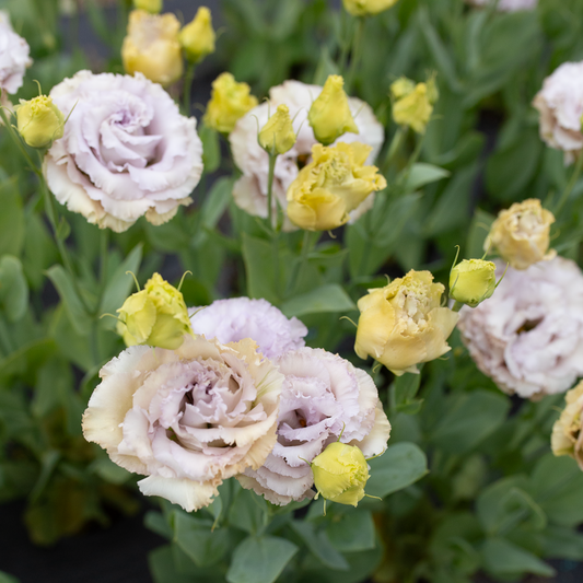 Lisianthus Blue Château