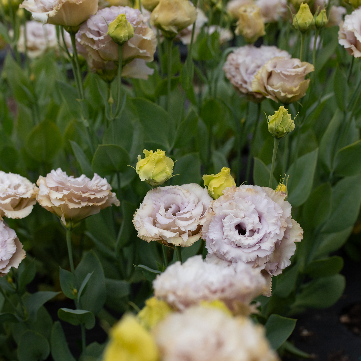 Lisianthus Blue Château
