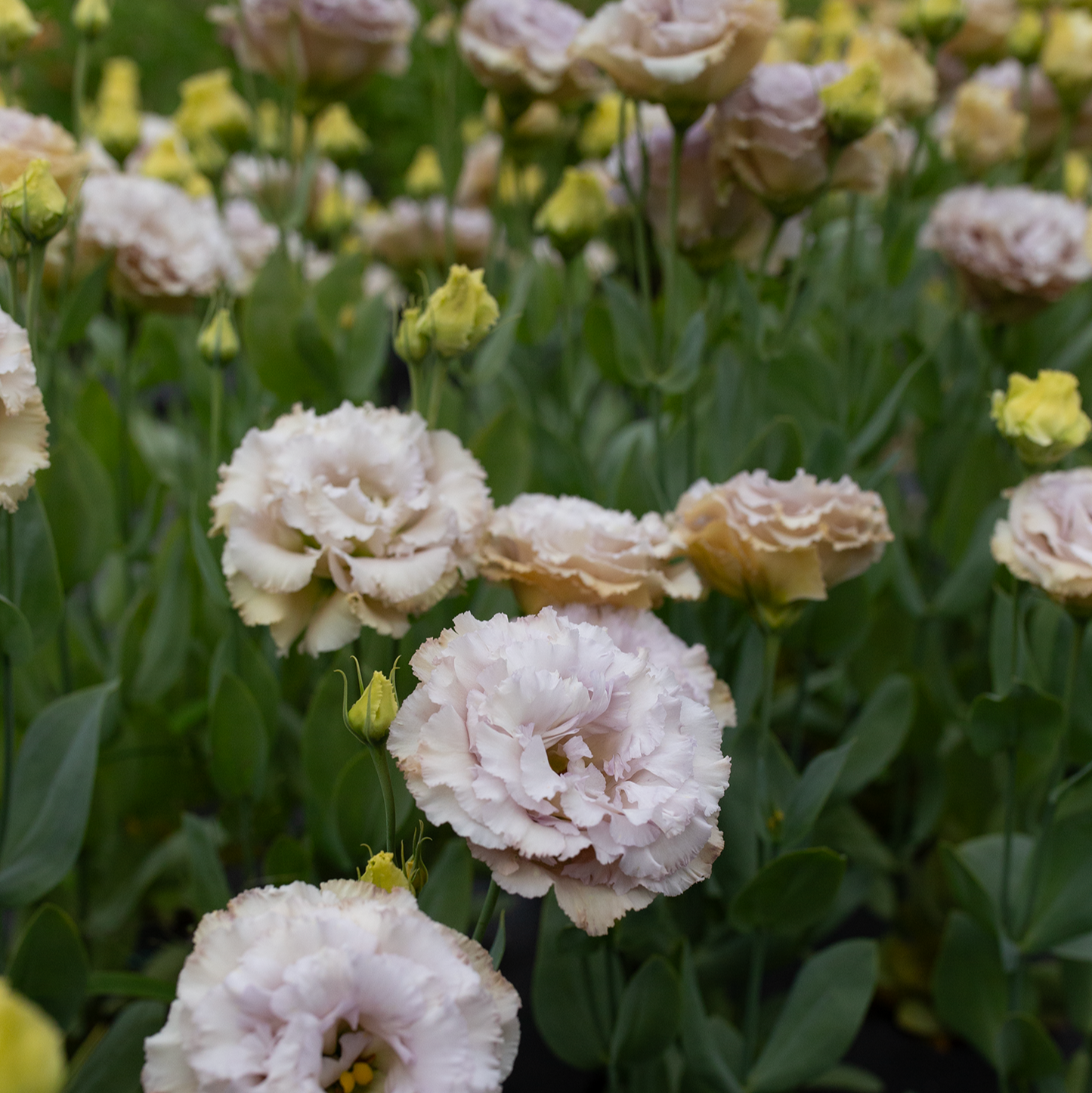 Lisianthus Blue Château