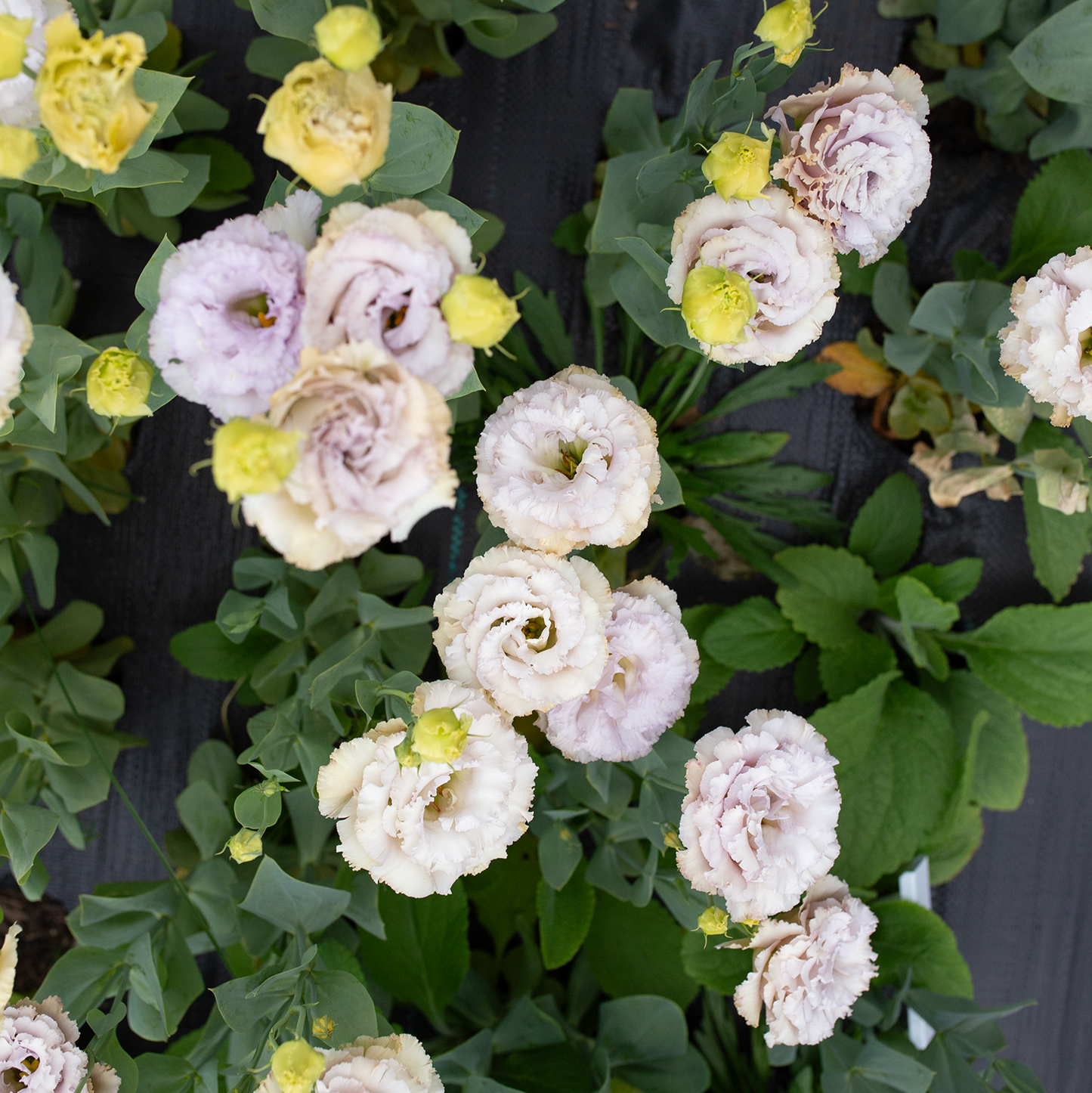 Lisianthus 'Blue Château'