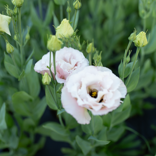 Lisianthus Cosmetic