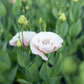Lisianthus Cosmetic