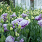 Lisianthus Grape