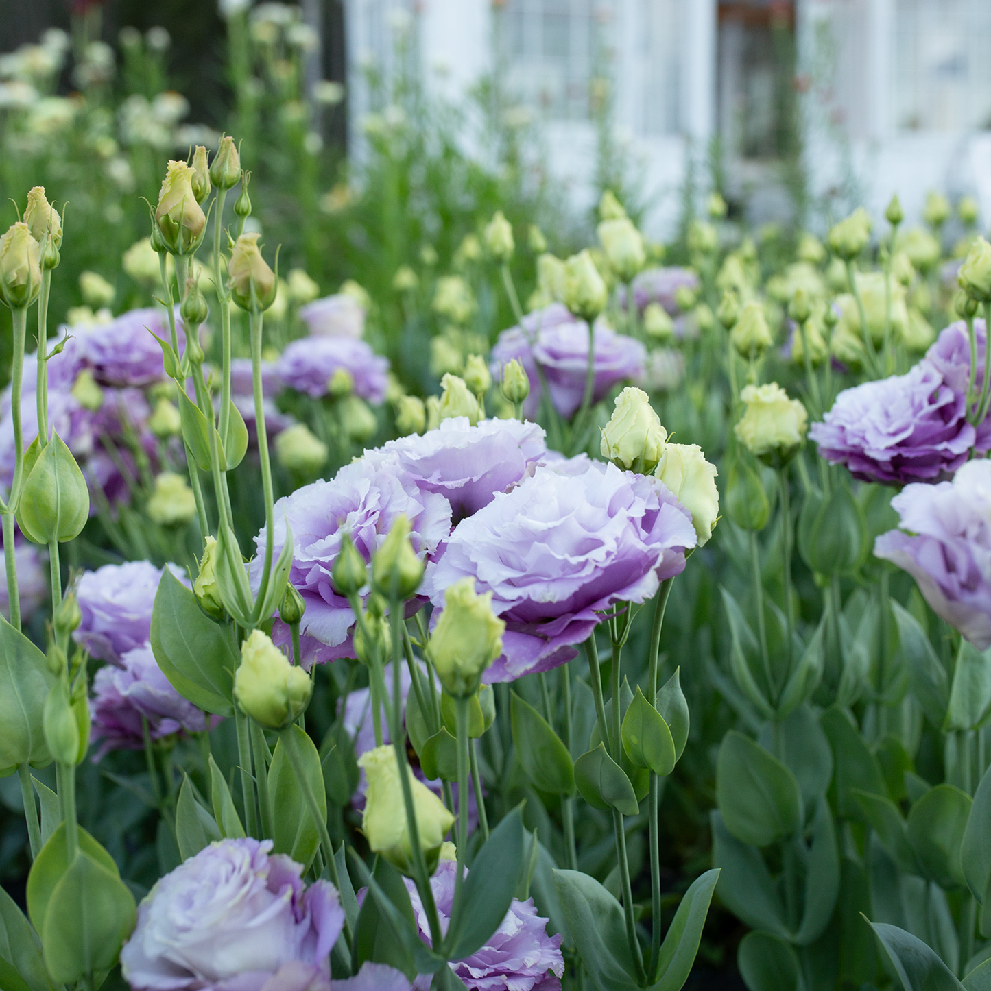 Lisianthus Grape