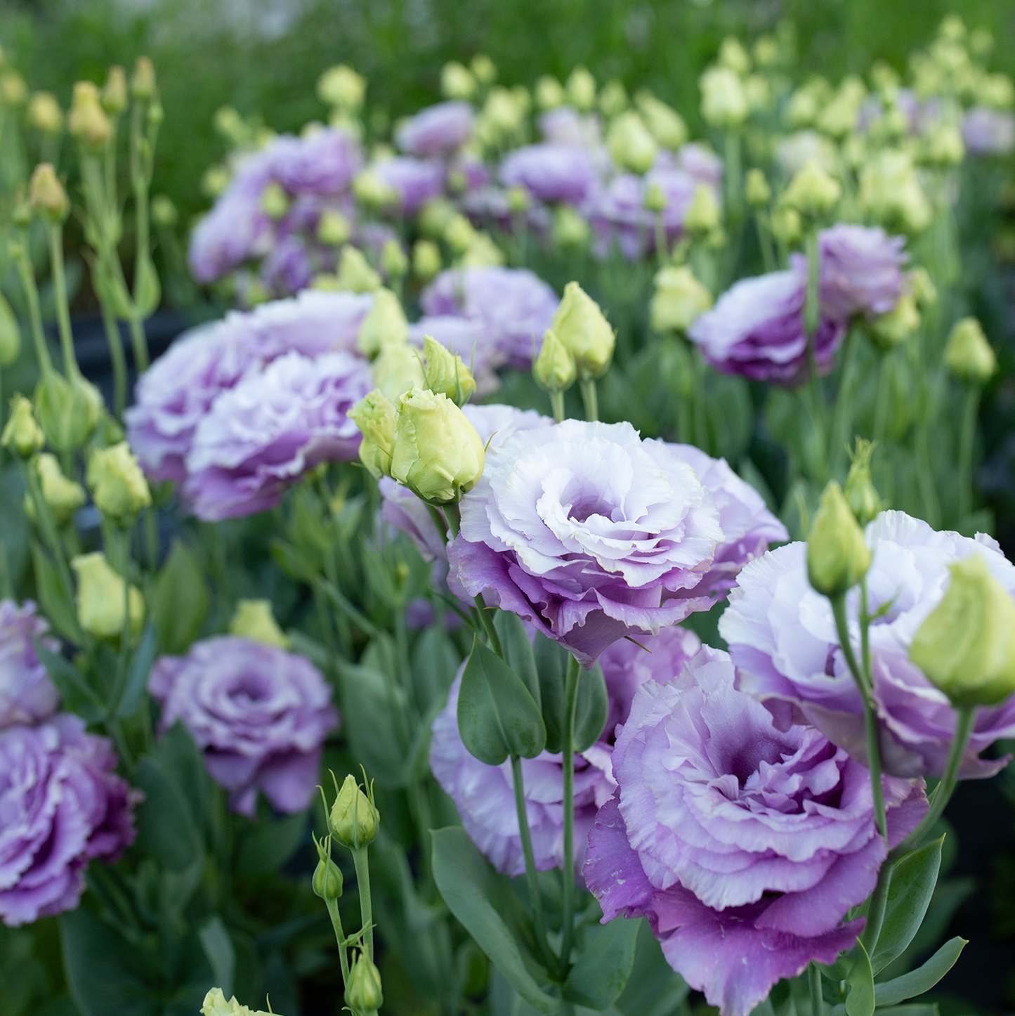 Lisianthus Grape
