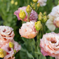Lisianthus 'Honey Pink'