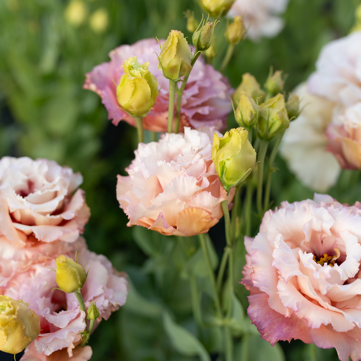 Lisianthus 'Honey Pink'