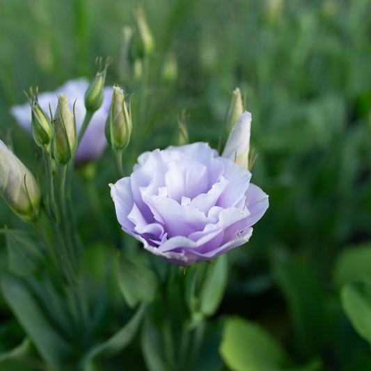 Lisianthus Lavender