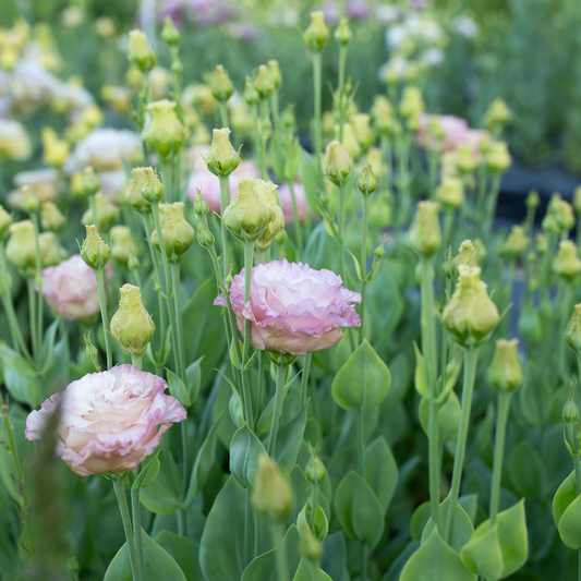 Lisianthus Aurora Pink