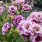 Lisianthus Wine