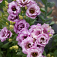 Lisianthus Wine