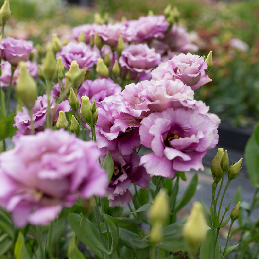 Lisianthus Wine