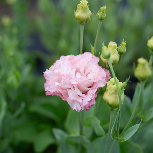 Lisianthus Madonna
