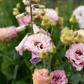 Lisianthus 'Madonna'