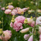 Lisianthus 'Madonna'