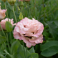 Lisianthus 'Madonna'