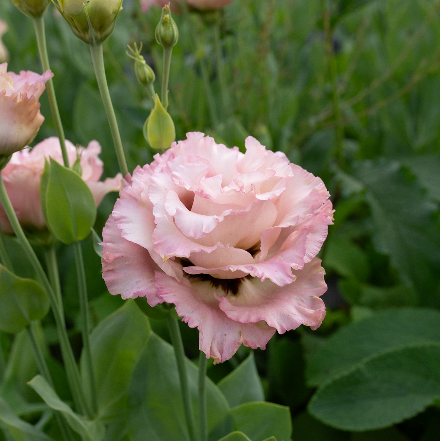 Lisianthus 'Madonna'