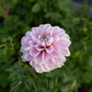 Dahlia 'Marionberry Milkshake'