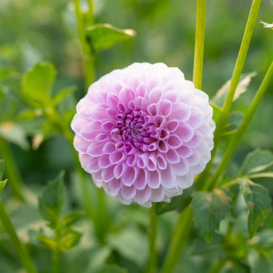 Dahlia 'Megan Dean'