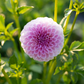 Dahlia 'Megan Dean'