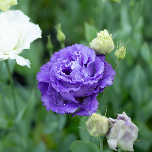 Lisianthus Metallic Blue