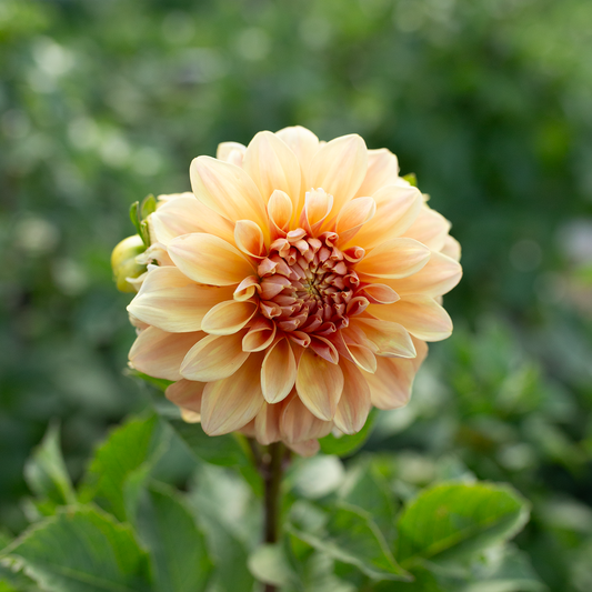 Dahlia 'Miss Amara'