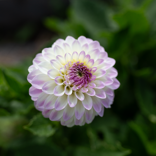 Dahlia 'Mission Twinkle'
