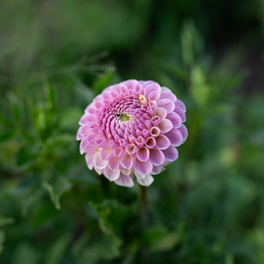 Dahlia 'Odyssey'