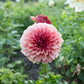 Dahlia 'Orange Globe'