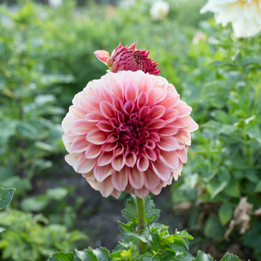 Dahlia 'Orange Globe'