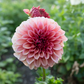Dahlia 'Orange Globe'