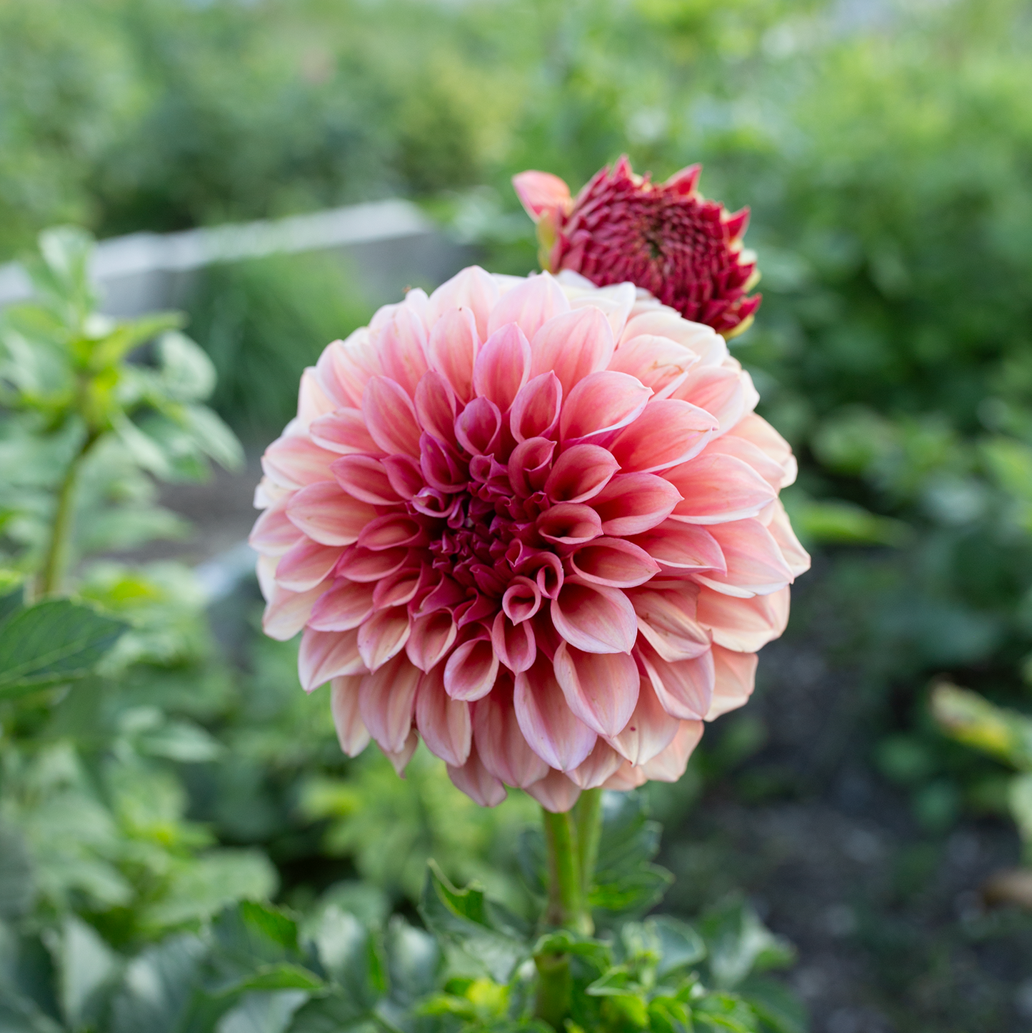 Dahlia 'Orange Globe'