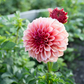 Dahlia 'Orange Globe'