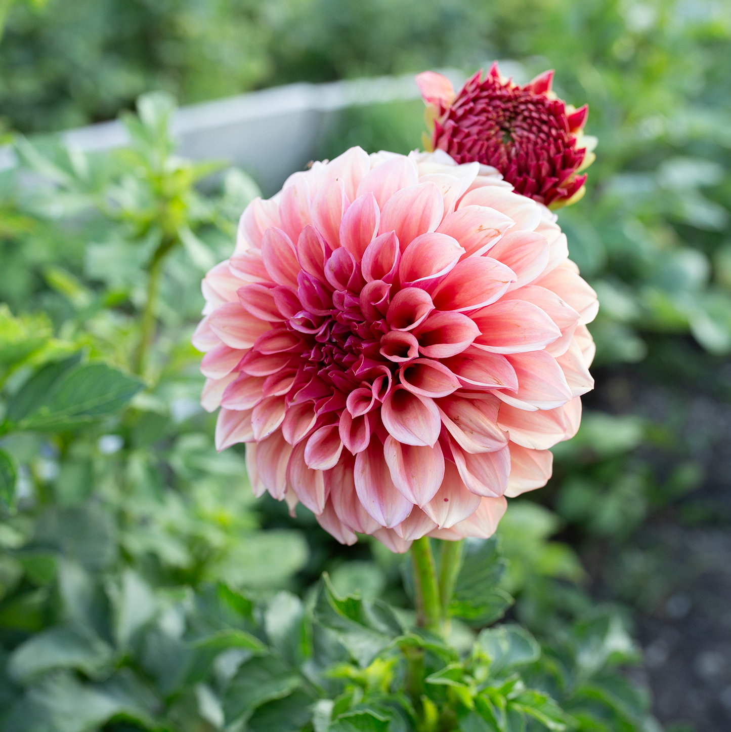 Dahlia 'Orange Globe'